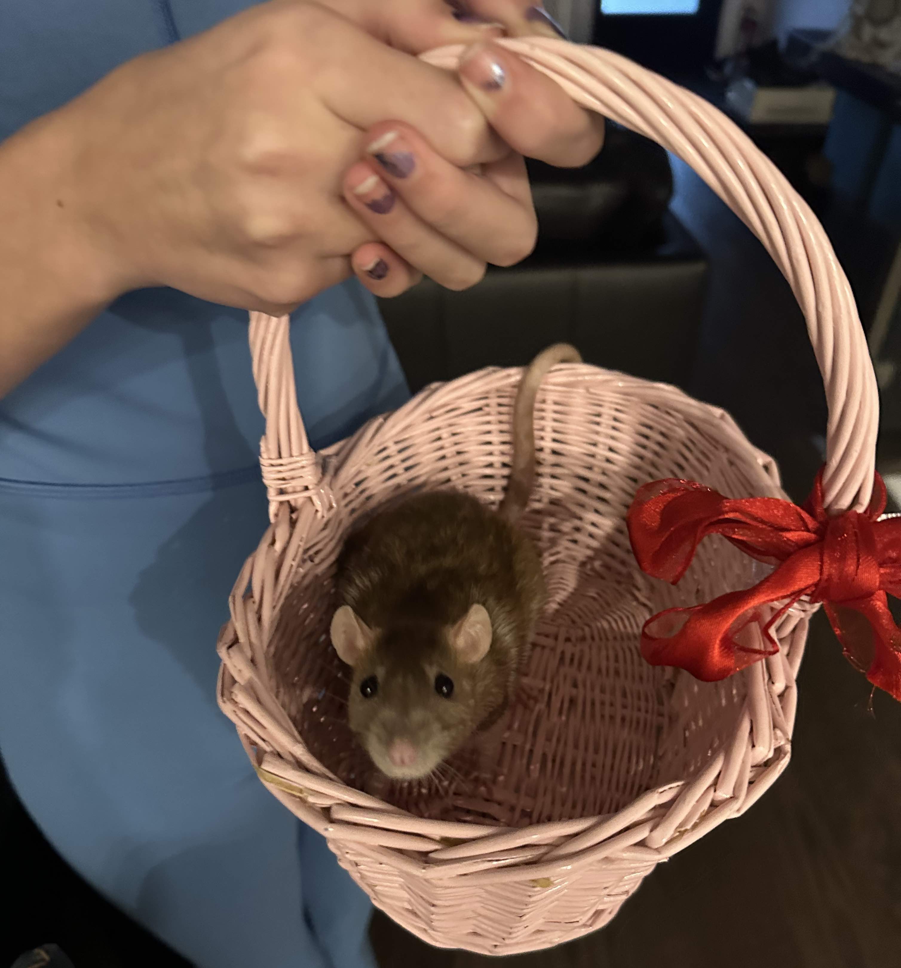 Phoebe the rat peers out of a pink wicker basket Light brown and white rat peering out of a pink wicker basket